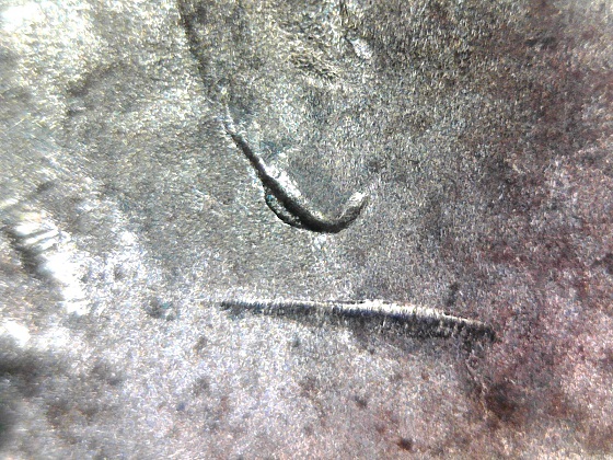 2015-D-LSC-DDO-Double-Ear-Just-Found-?